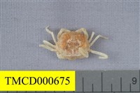 藏品(玲瓏豆蟹)的圖片